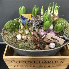 A LARGE SPRING BULB PLANTER